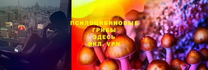 сколько стоит  Уржум  Галлюциногенные грибы Cubensis 